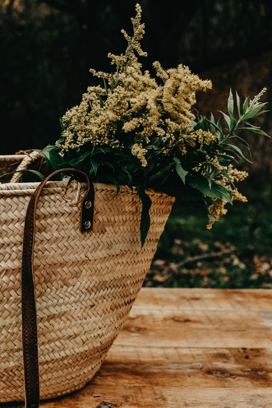 Herbal Academy's Botany and Wildcrafting Course