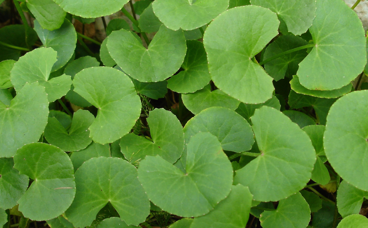 gotu kola growing outside