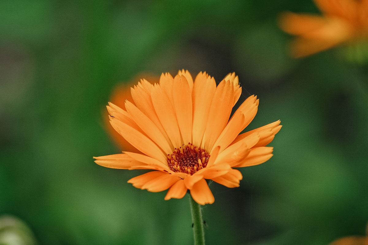 orange calendula bloom