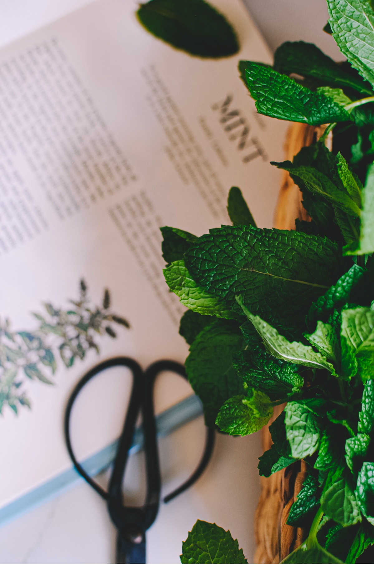 mint in a basket with a book about mint next to it