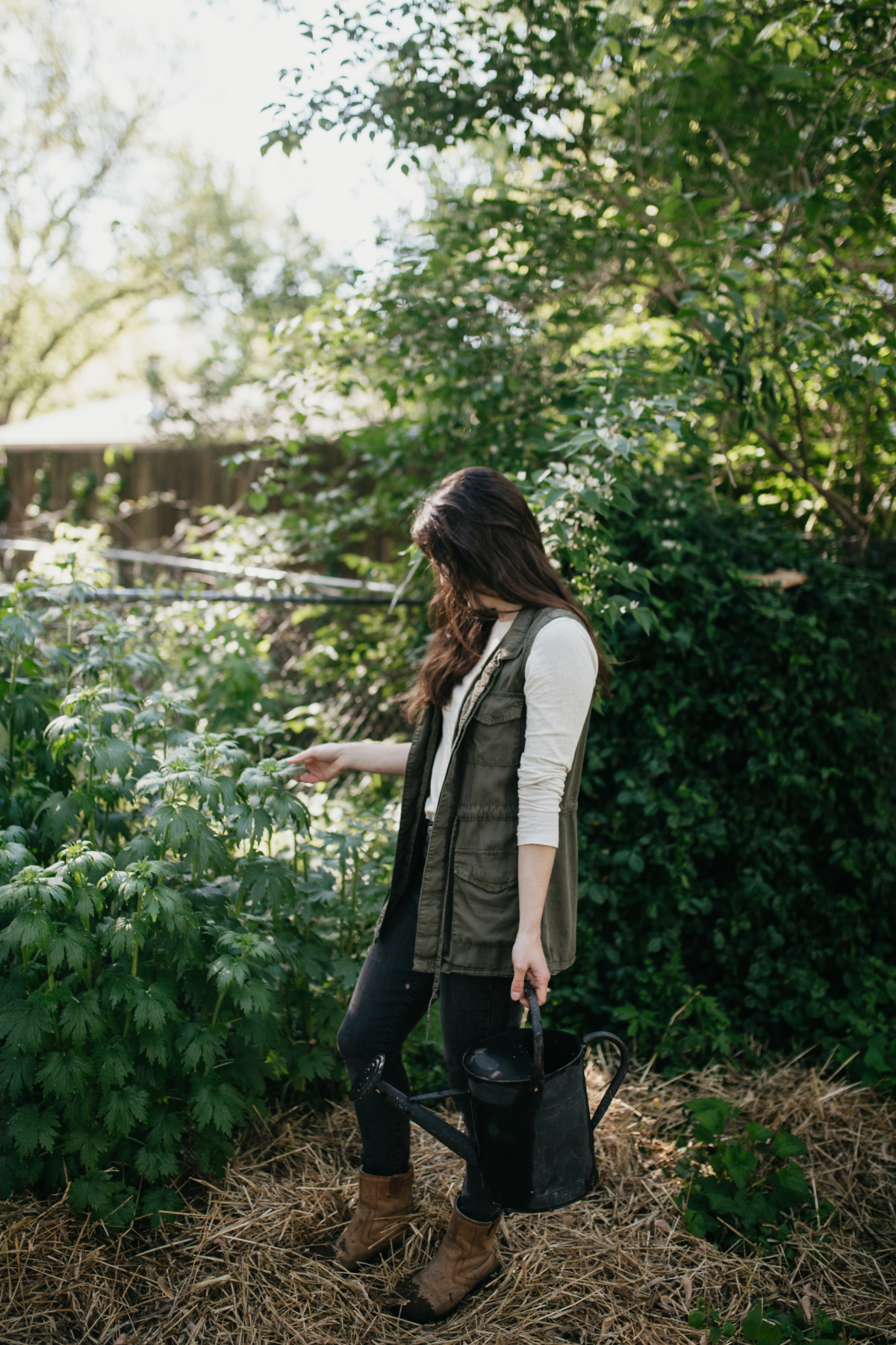 woman harvesting motherwort