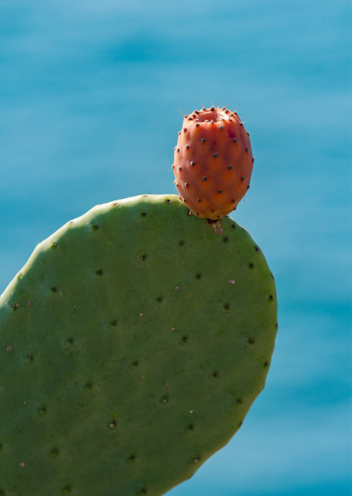 cactus pad with prickly pear fruit attached