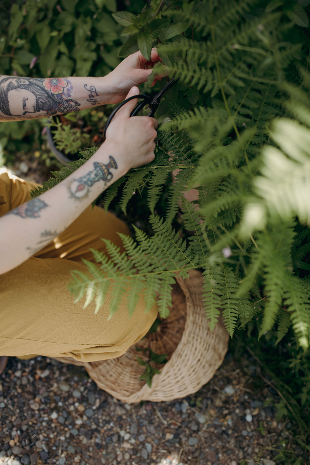 foraging herbs with scissors