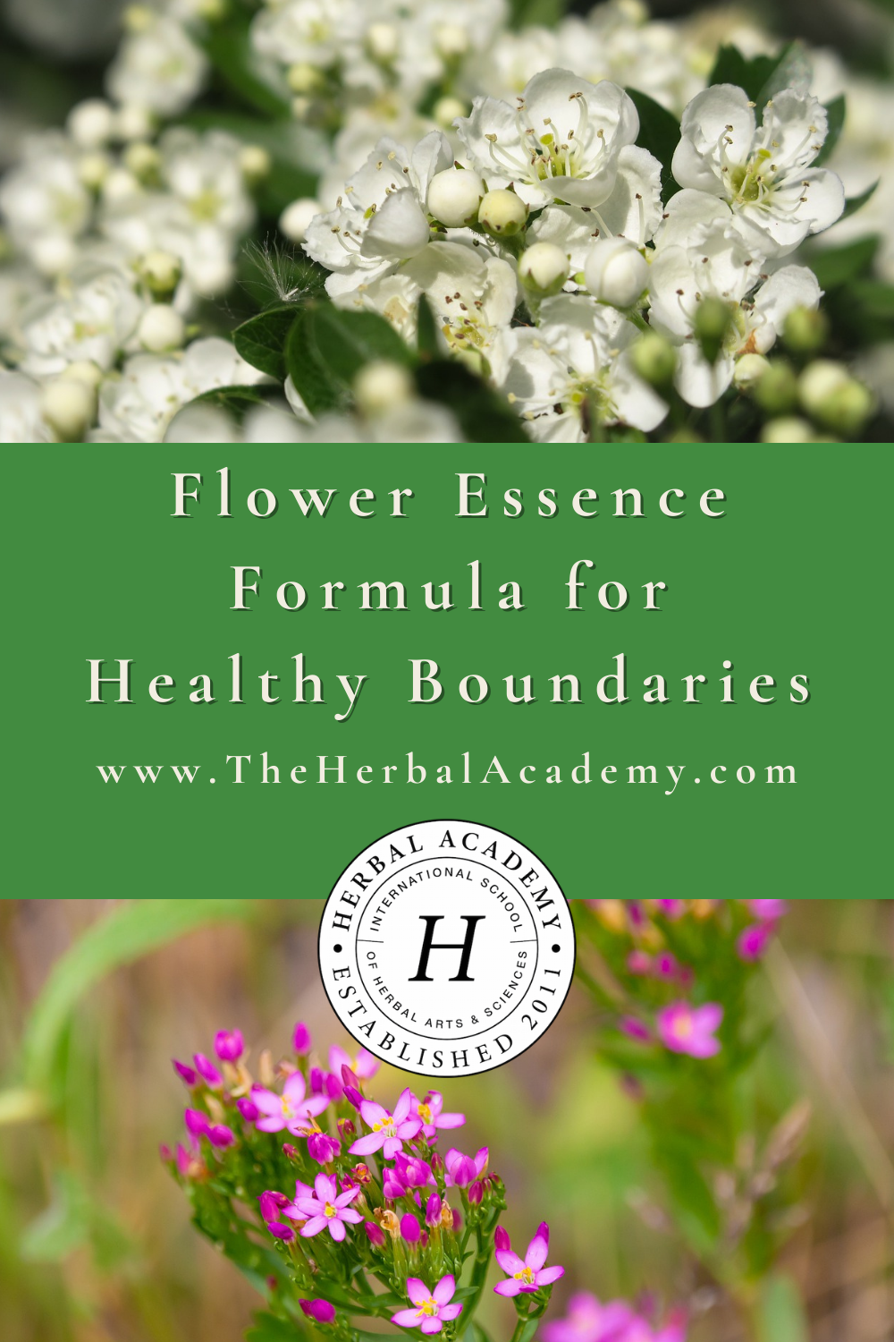 Flower Essence Formula for Healthy Boundaries | Herbal Academy | Since boundaries are often perceived and felt energetically, flower essences are an herbal tool for healthy boundaries from the inside out.