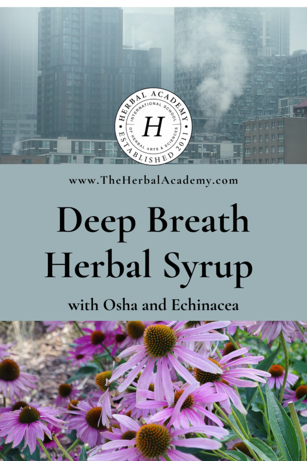Deep Breath Osha and Echinacea Syrup Recipe Herbal Academy