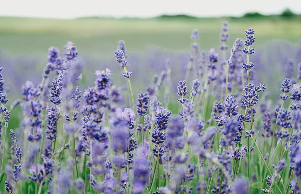 field of lavender flowers