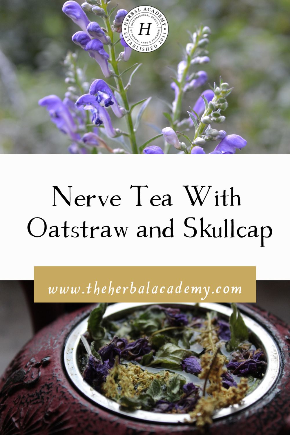 Nerve Tea with Oatstraw and Skullcap | Herbal Academy | Integrating this nerve tea recipe can help nourish a frayed nervous system while soothing the effects of constant nervous system stimulus.