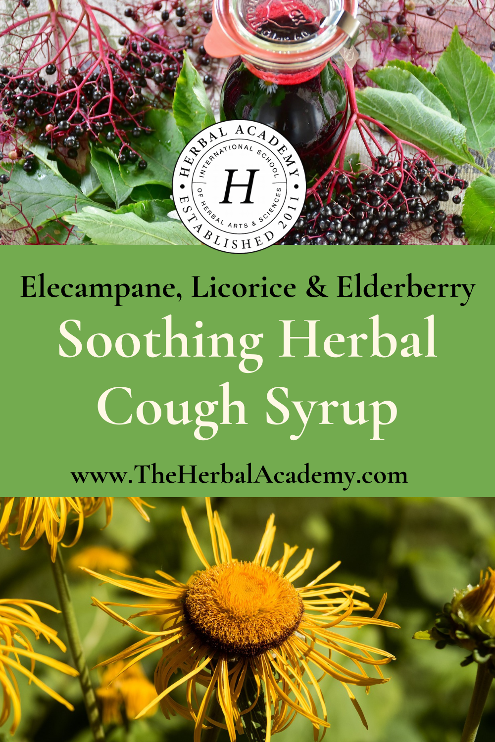 Soothing Herbal Cough Syrup with Elderberry, Elecampane, & Licorice | Herbal Academy | This herbal cough syrup recipe is a good fit for dry coughs or that stuck mucus that needs to be expelled without further irritation.