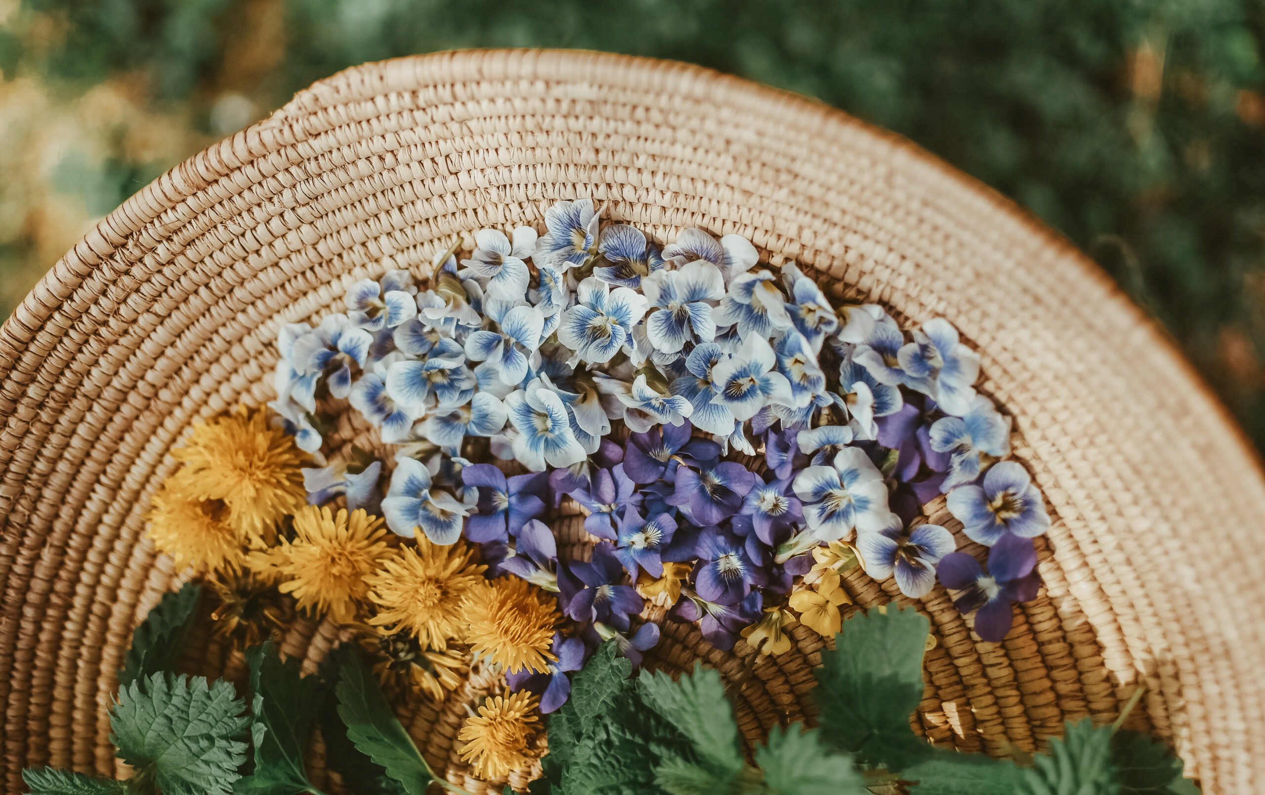 basket filled with foraging spring flowers and leaves
