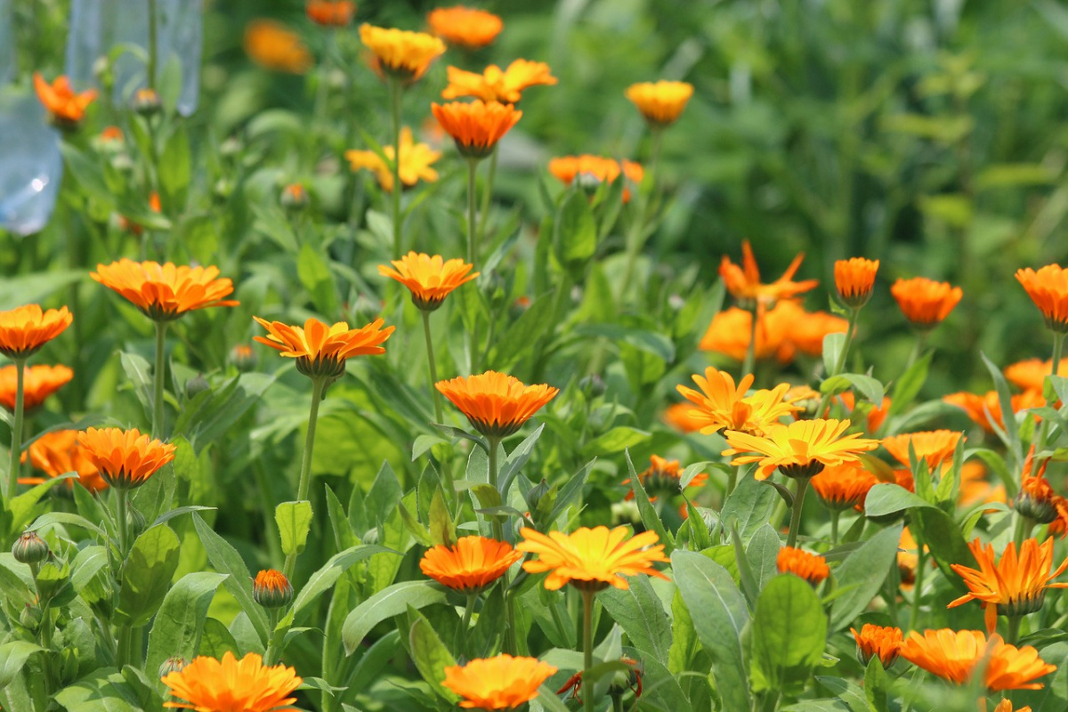 calendula growing outside