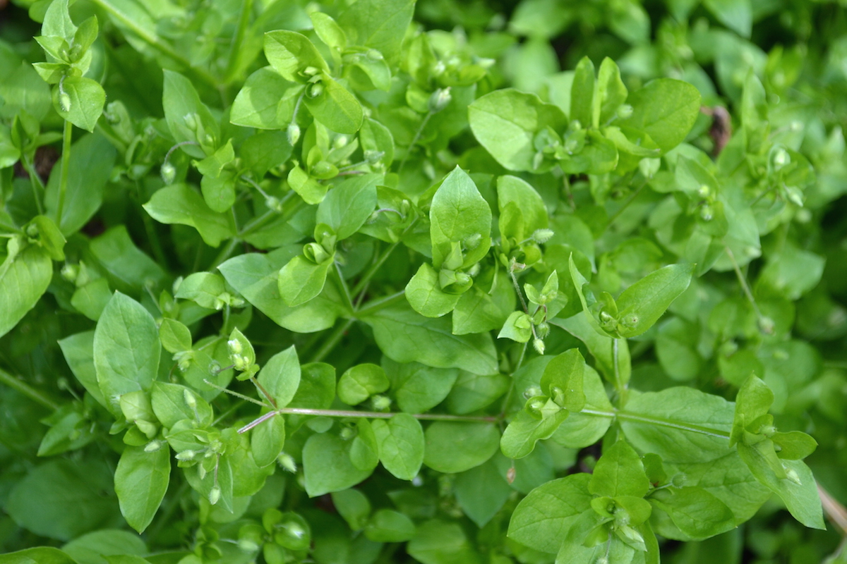 chickweed growing outside