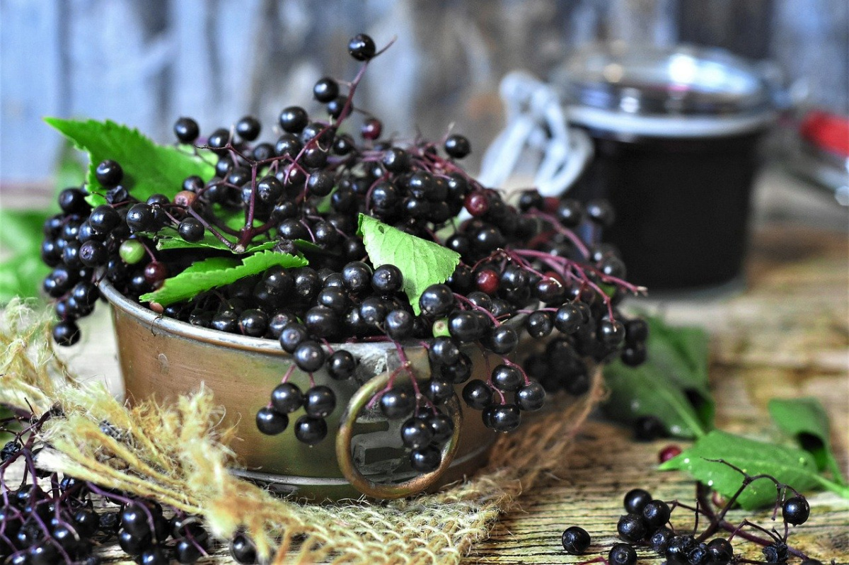 fresh elderberries in a bowl