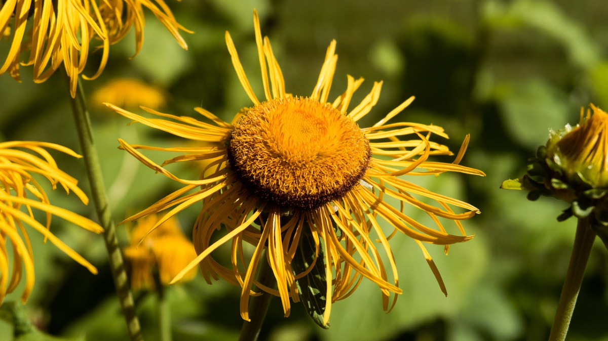 elecampane growing outside