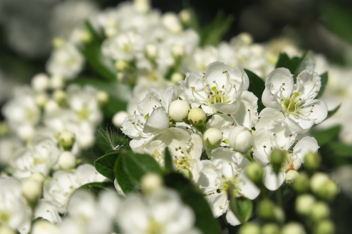 closeup of hawthorn growing outside