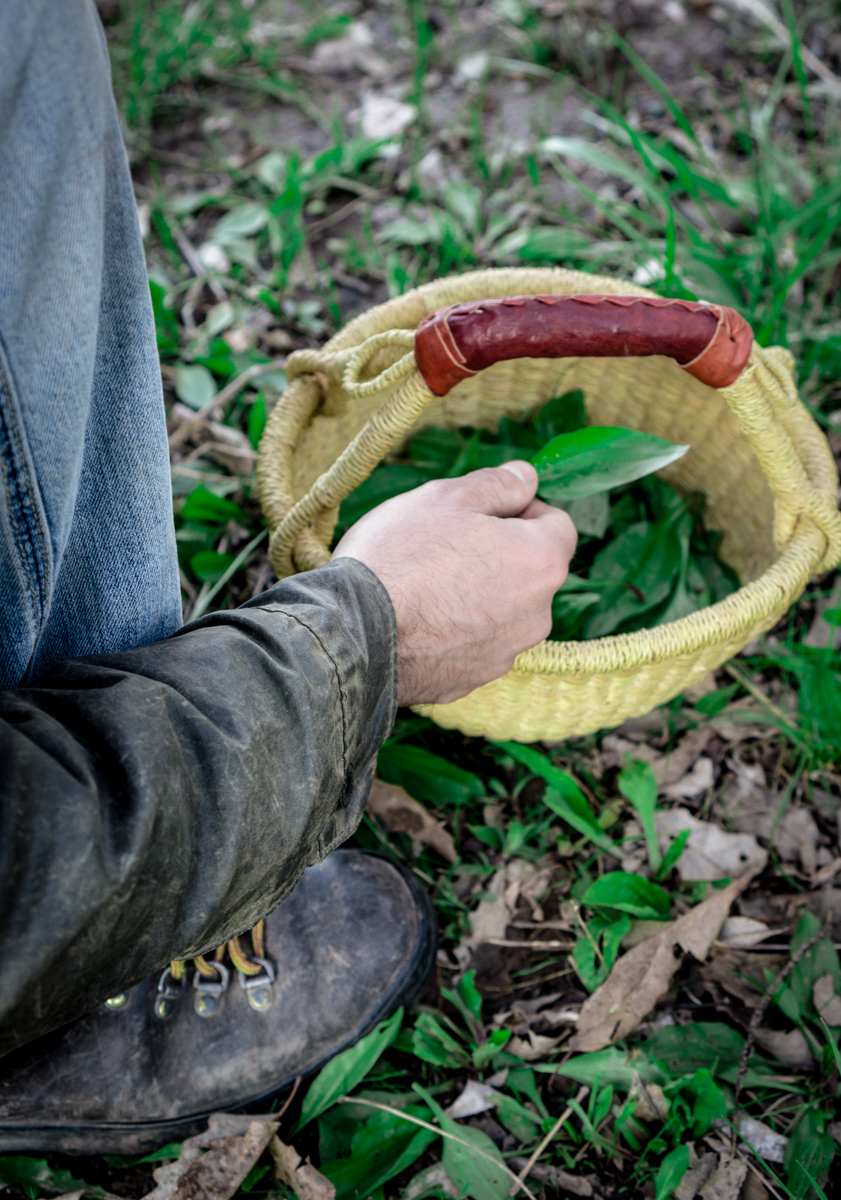 man harvesting plantain