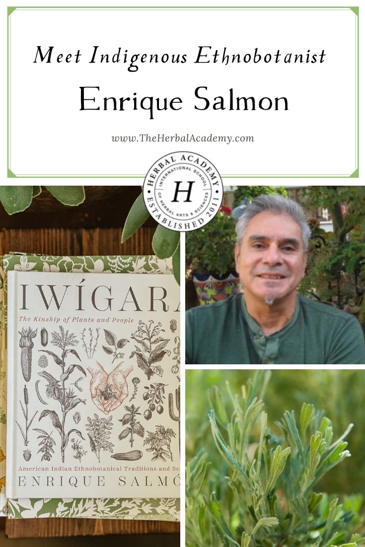 Meet Indigenous Ethnobotanist Enrique Salmón | Herbal Academy | The following book excerpt shares the uses and health benefits of sagebrush and is taken from the book, Iwigara, by herbalist Enrique Salmón.