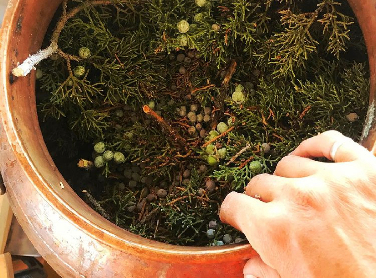 hand holding freshly foraged juniper in a pot