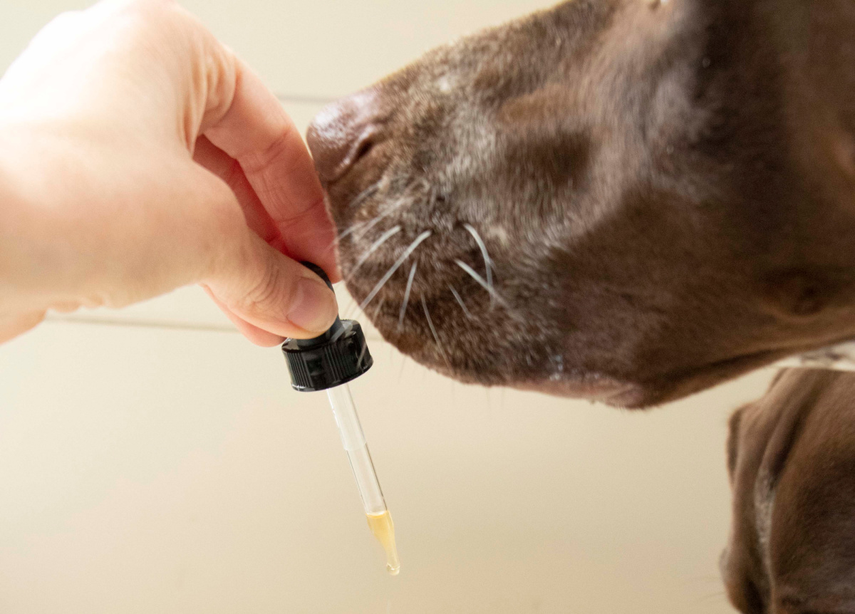 dog smelling essential oil in a dropper