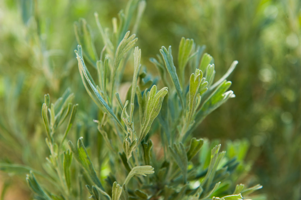 sagebrush growing outside