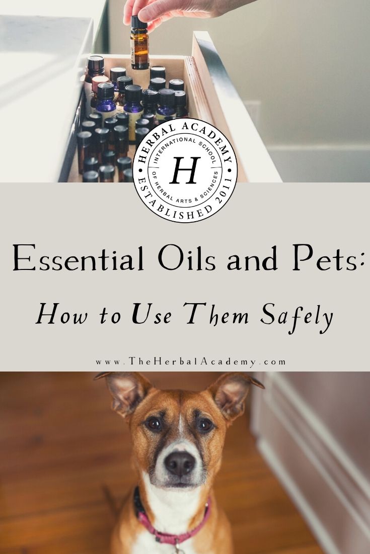 Essential Oils and Pets: How to Use Them Safely | Herbal Academy | If you've wondered about essential oils and pets, you can use them safely if you follow some relatively simple guidelines.