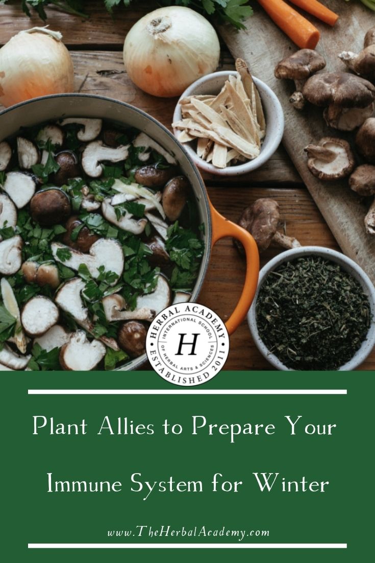 Plant Allies to Prepare Your Immune System for Winter | Herbal Academy | In this article, you’ll learn about different plant allies to help prepare your immune system for the colder, darker days of winter.