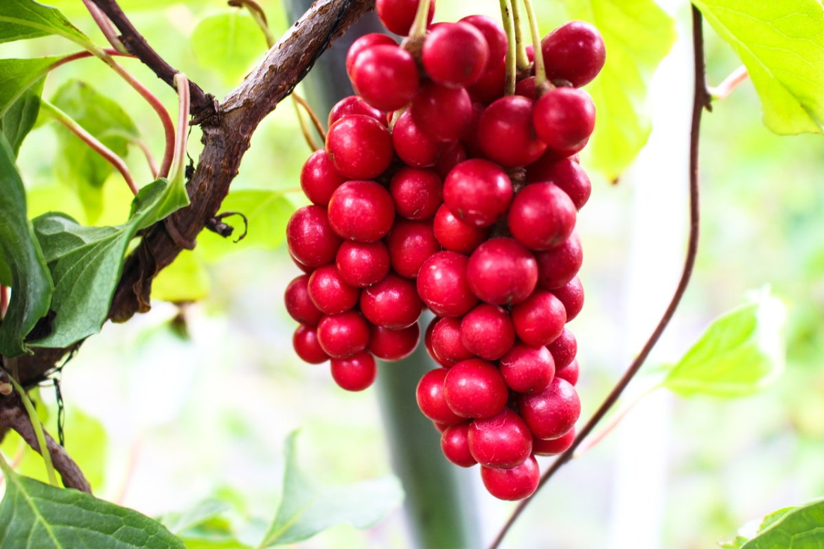 Schisandra berry growing outside