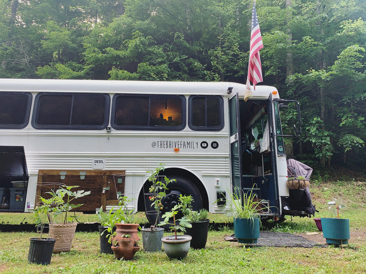 potted plants on the ground with photo of bus in background