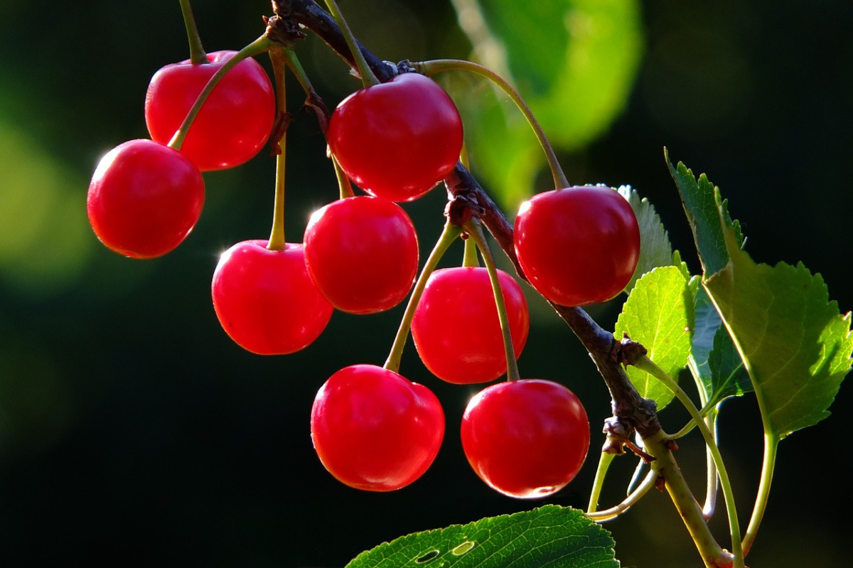 tart cherries growing outside