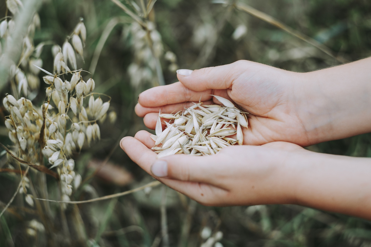 hand holding oats