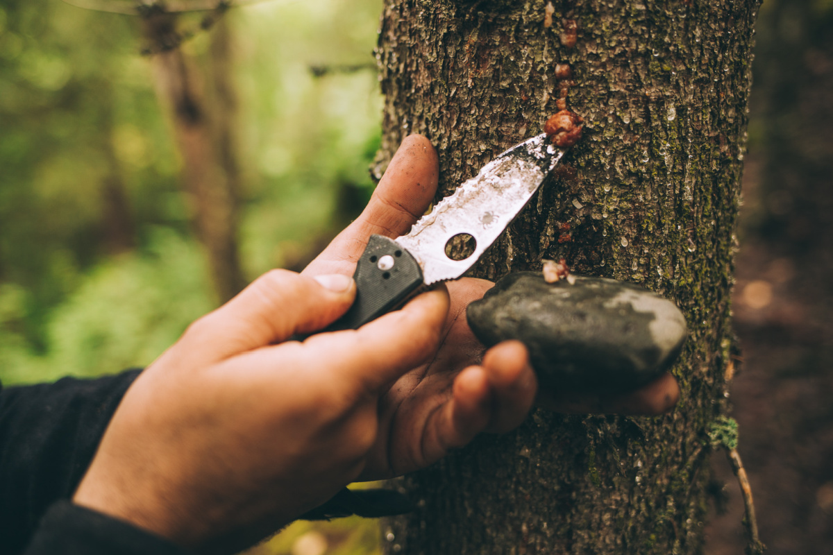 scraping resin off a tree with a knife