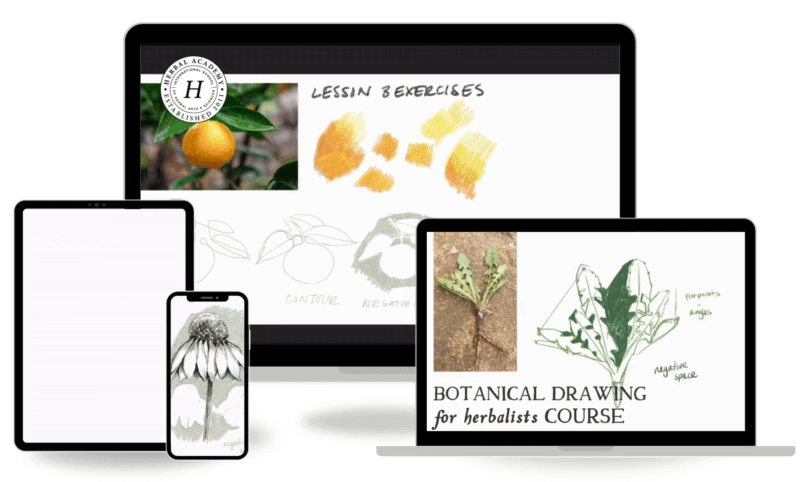 Botanical Drawing for Herbalists GIF