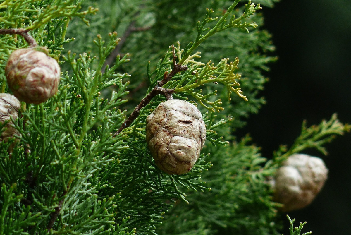 Cypress (Cupressus sempervirens), a plant associated with the Greek god, Apollo