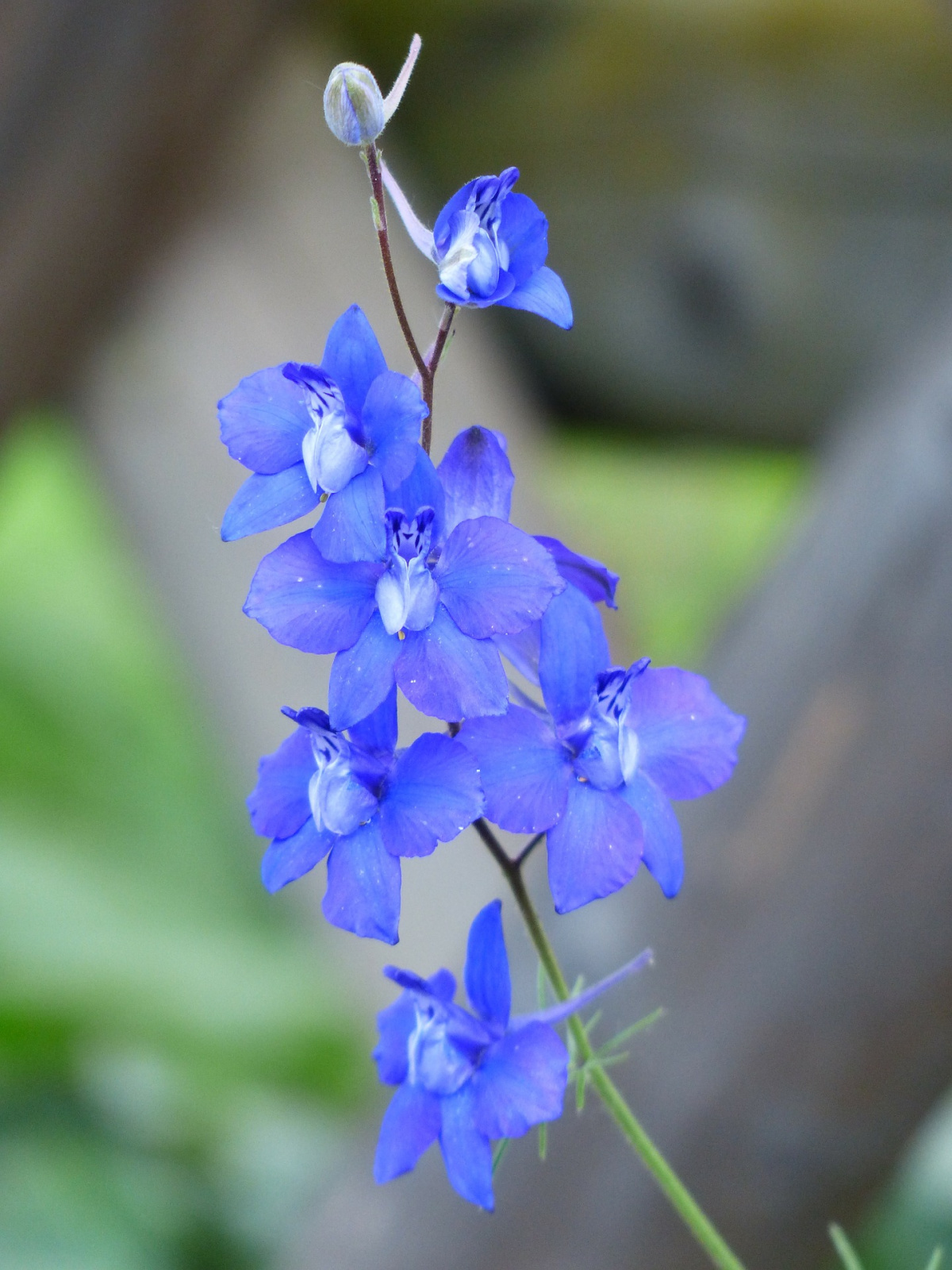 Apollo used this herb, rocket larkspur