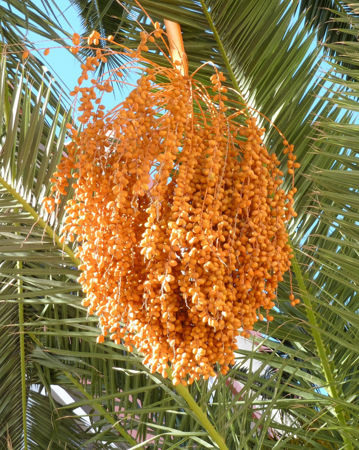 date palm that was use by the Greek god, Apollo