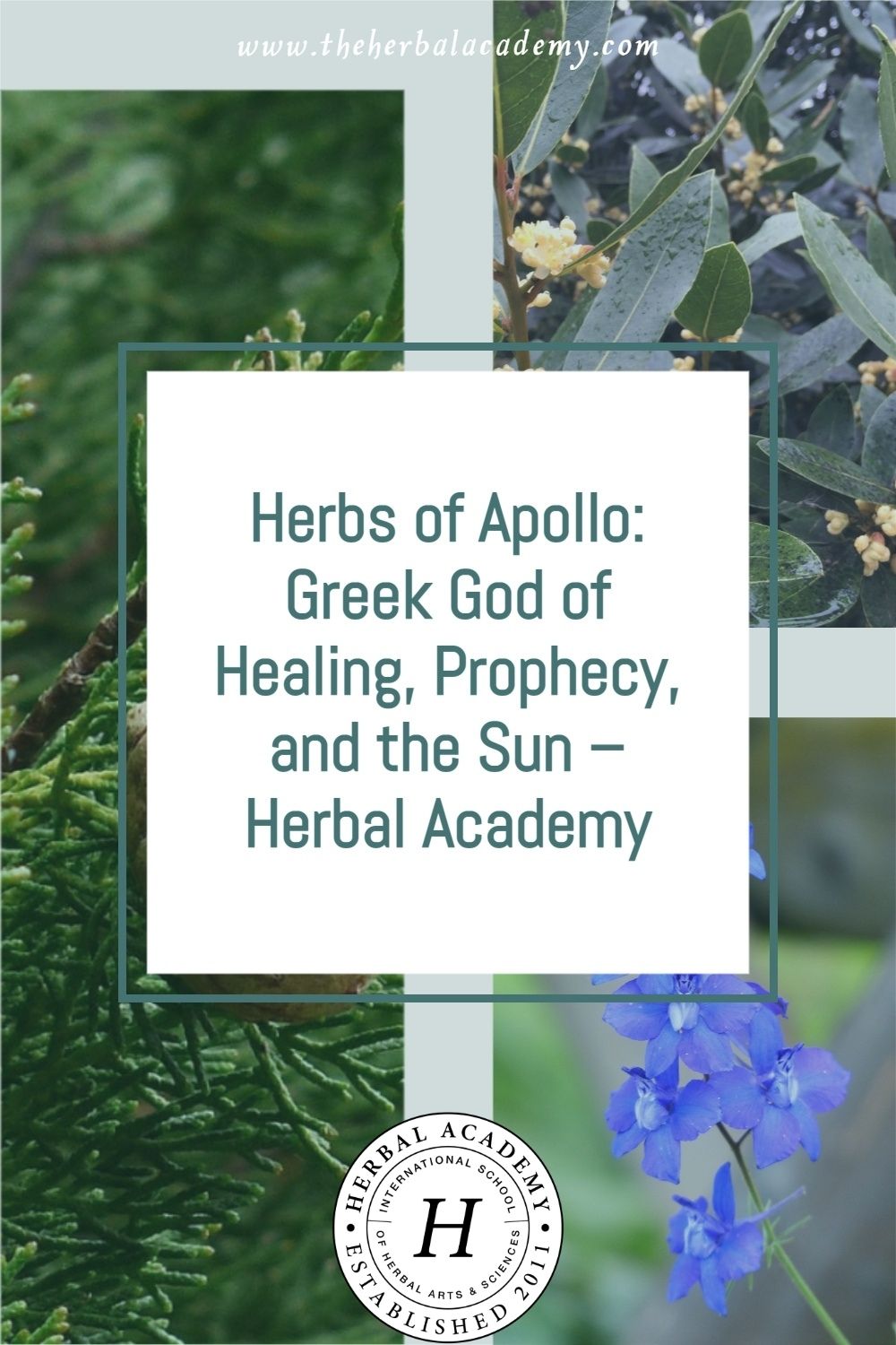 Herbs of Apollo: Greek God of Healing, Prophecy, and the Sun | Herbal Academy | Apollo was the ancient Greek god with a multitude of powerful associations and myths that depict his associations with sacred plants.