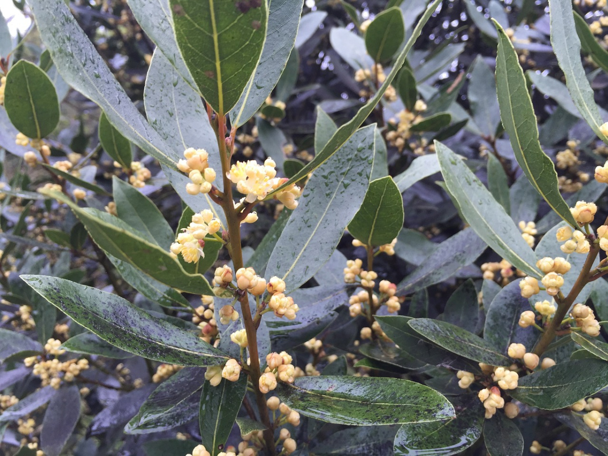 bay laurel used by Apollo, the Greek god