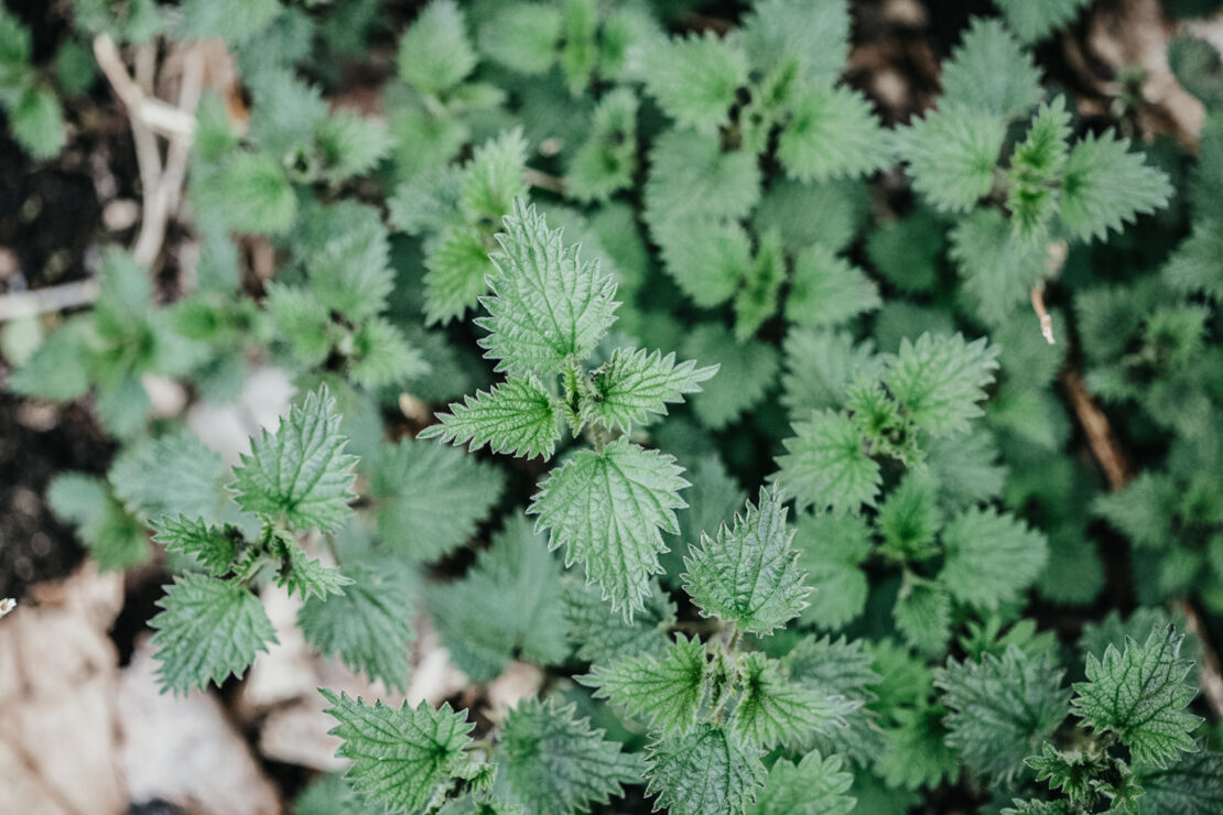 A Toast With Spring Sting Nettle Cocktail From the Botanical Mixed