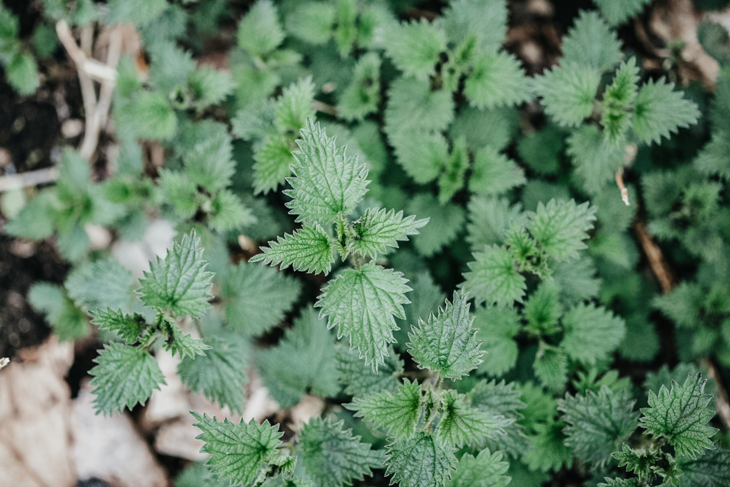 aerial shot of nettle growing outside