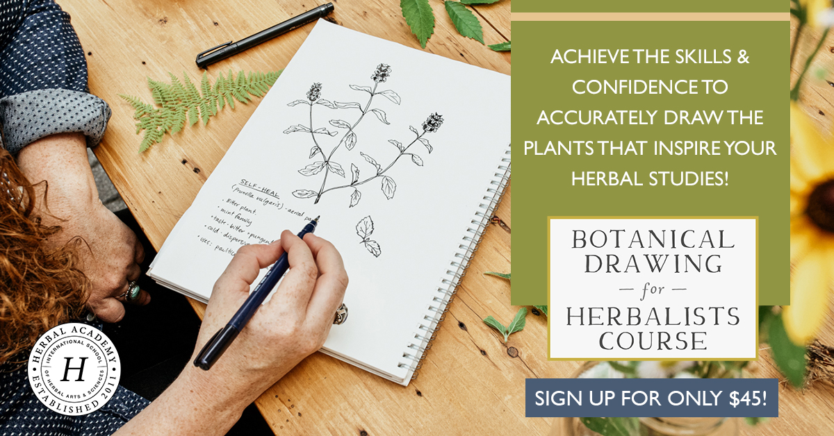Enroll today in our brand NEW Botanical Drawing for Herbalists Course!
