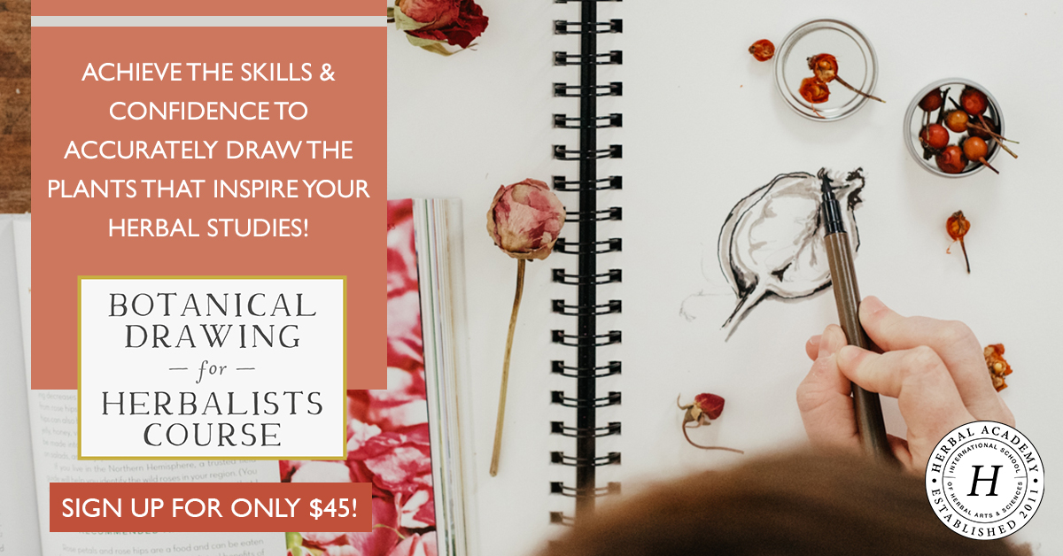 Enroll today in our brand NEW Botanical Drawing for Herbalists Course!