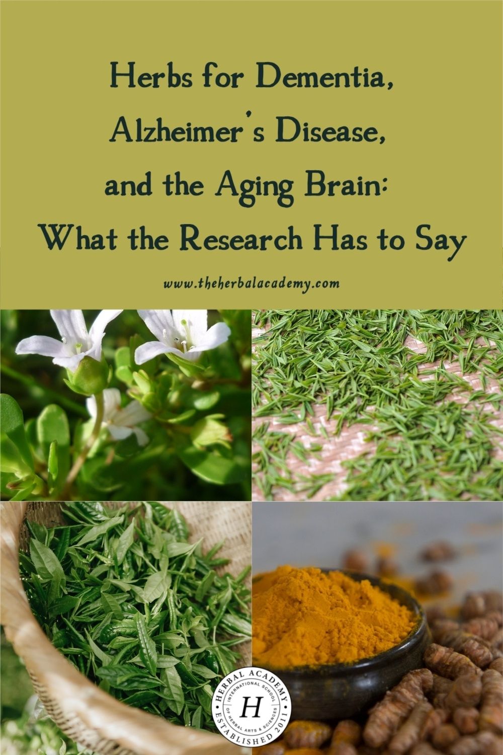 Herbs for Dementia, Alzheimer’s Disease, and the Aging Brain: What the Research Has to Say | Herbal Academy | Most of us will be touched by Alzheimer’s disease or dementia in some way. Looking at herbs for dementia and Alzheimer's offers a ray of hope.