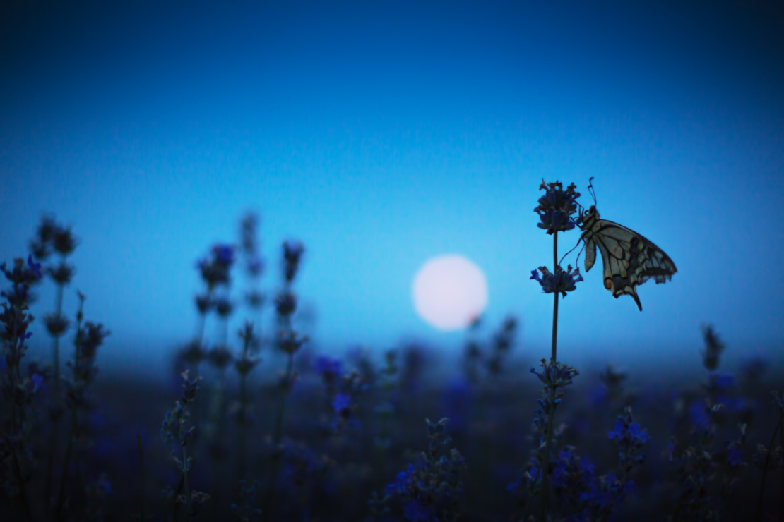 Gardening By the Moon: How Lunar Planting Deepens Your