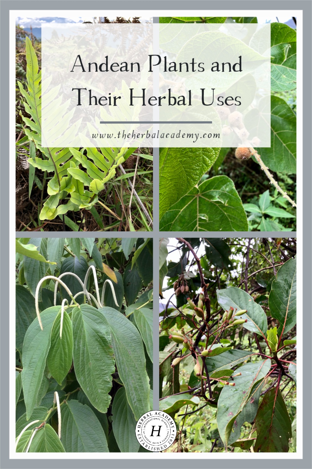 Andean Plants and Their Herbal Uses | Herbal Academy | These Andean plants are an important part of the local pharmacopeia and have many traditional uses that are supported by modern research.