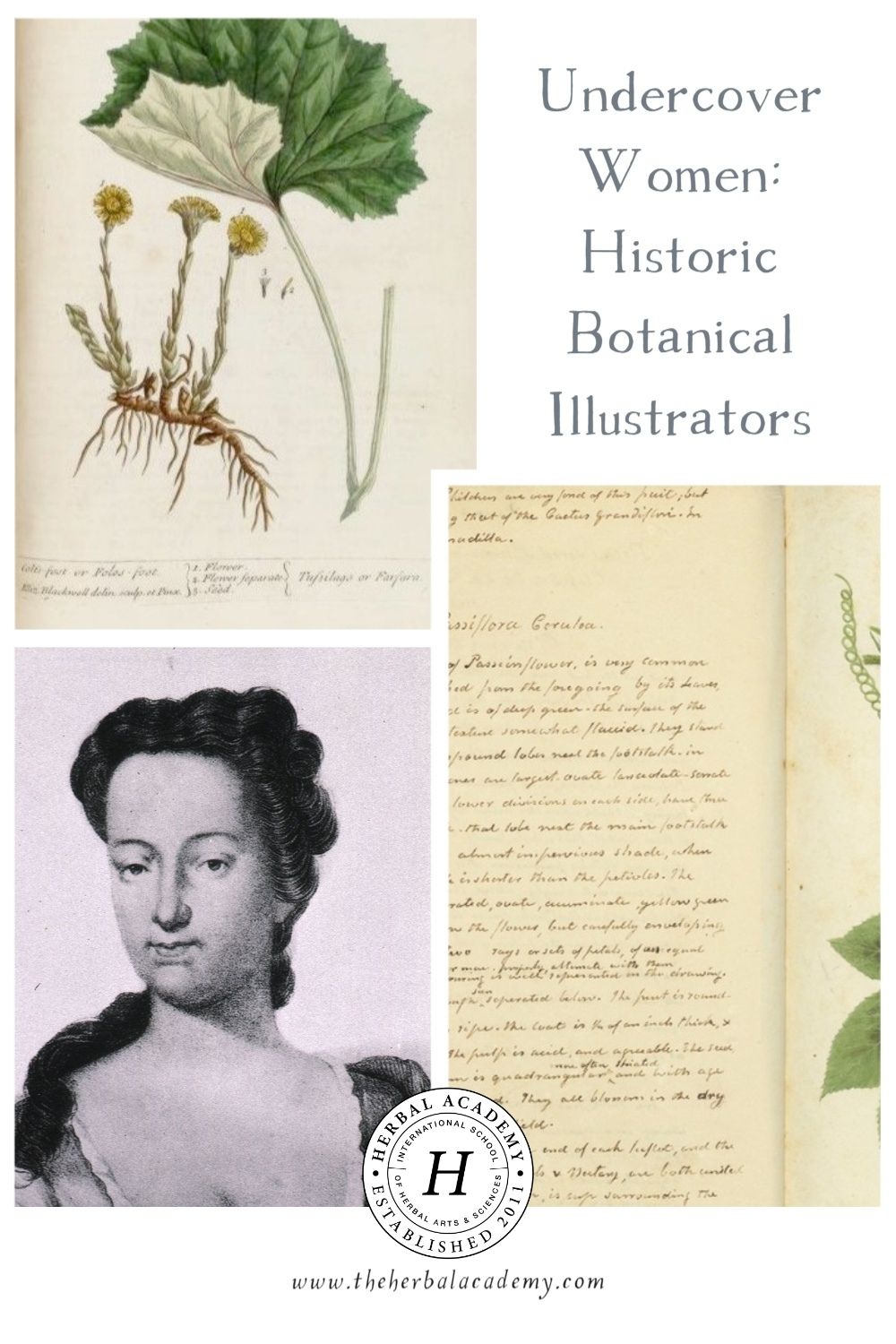 Undercover Women: Historic Botanical Illustrators | Herbal Academy | In celebration of International Women’s Day, here are a few historical women who made their mark as botanical illustrators.