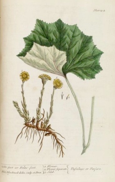 botanical illustration