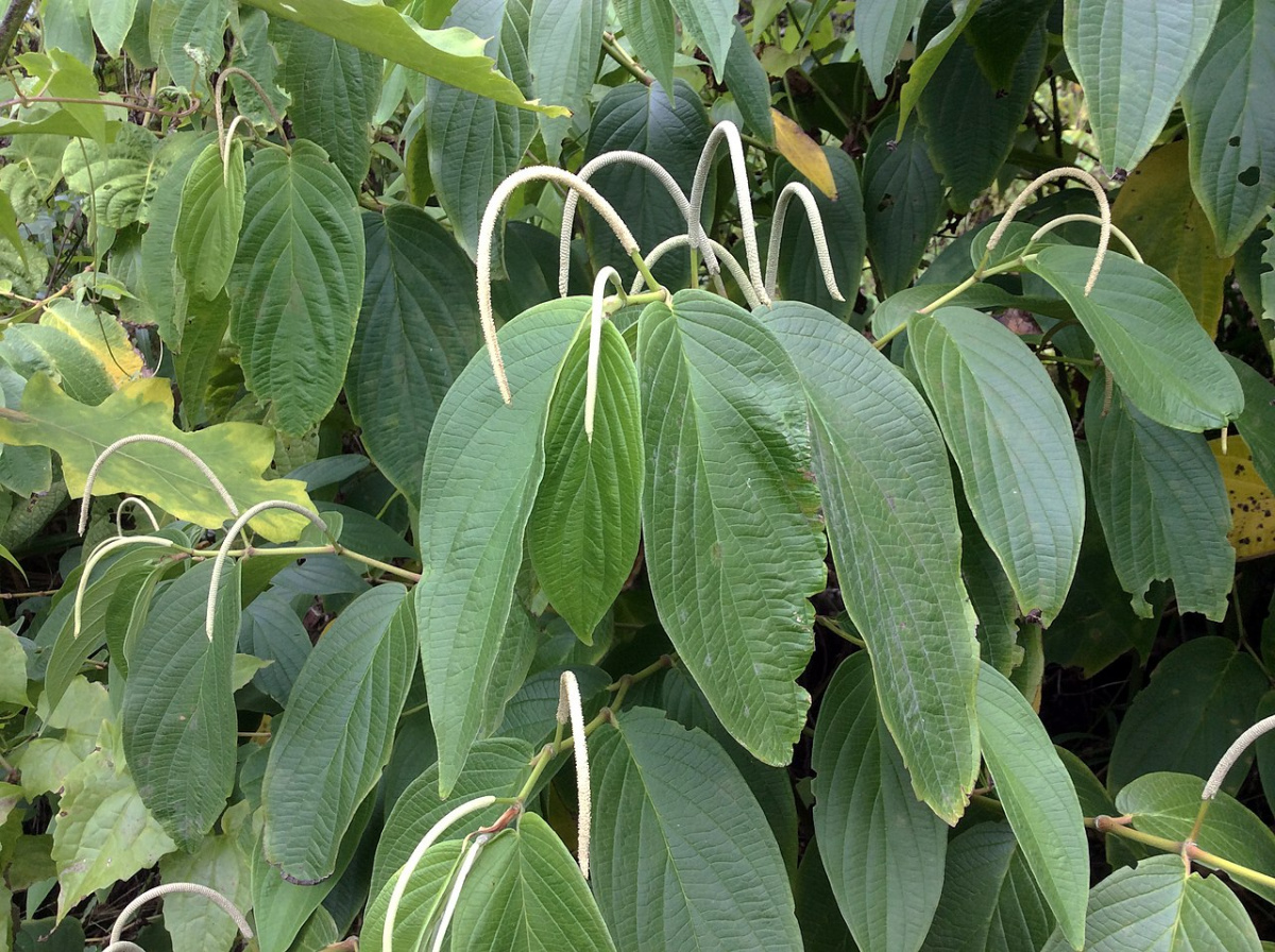 matico plant