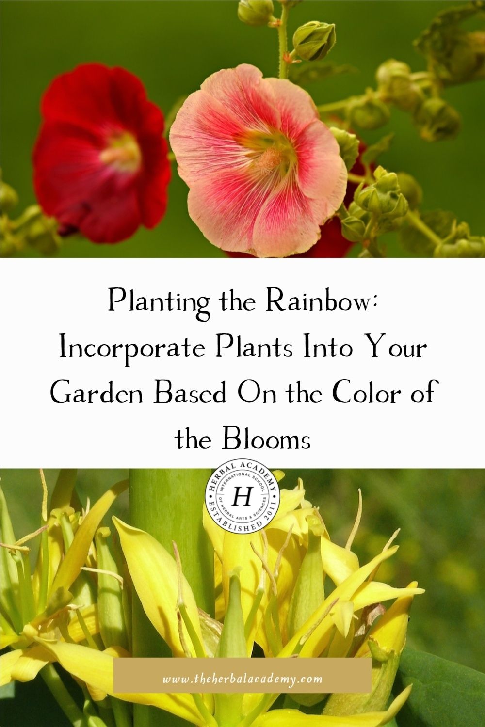 Planting the Rainbow: Incorporate Plants Into Your Garden Based On the Color of the Blooms | Herbal Academy | You can plant the rainbow by incorporating plants based on the bloom's color, bringing aesthetics and function together in perfect gardening harmony.