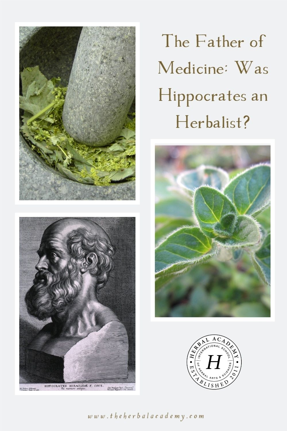 The Father of Medicine: Was Hippocrates an Herbalist? | Herbal Academy | Let’s explore how Hippocrates may have been known both as the Father of Medicine and a celebrated herbalist in his day.