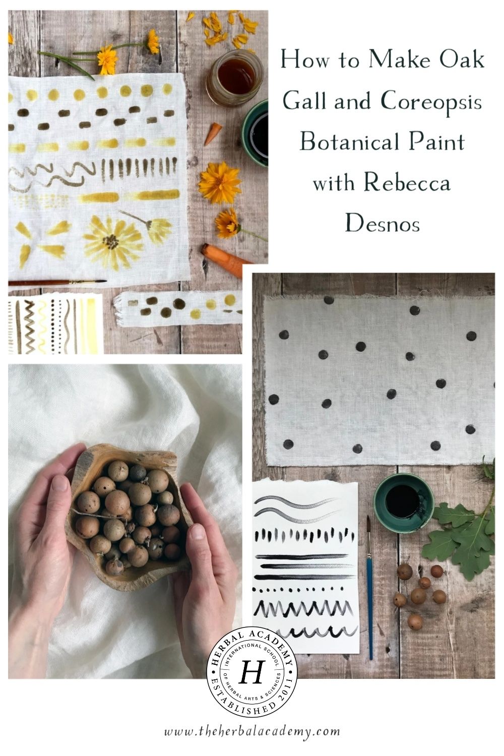 How to Make Oak Gall and Coreopsis Botanical Paint with Rebecca Desnos | Herbal Academy | Learn how to make botanical paint from oak galls and iron, and use any dye plant, like coreopsis flowers, as well.