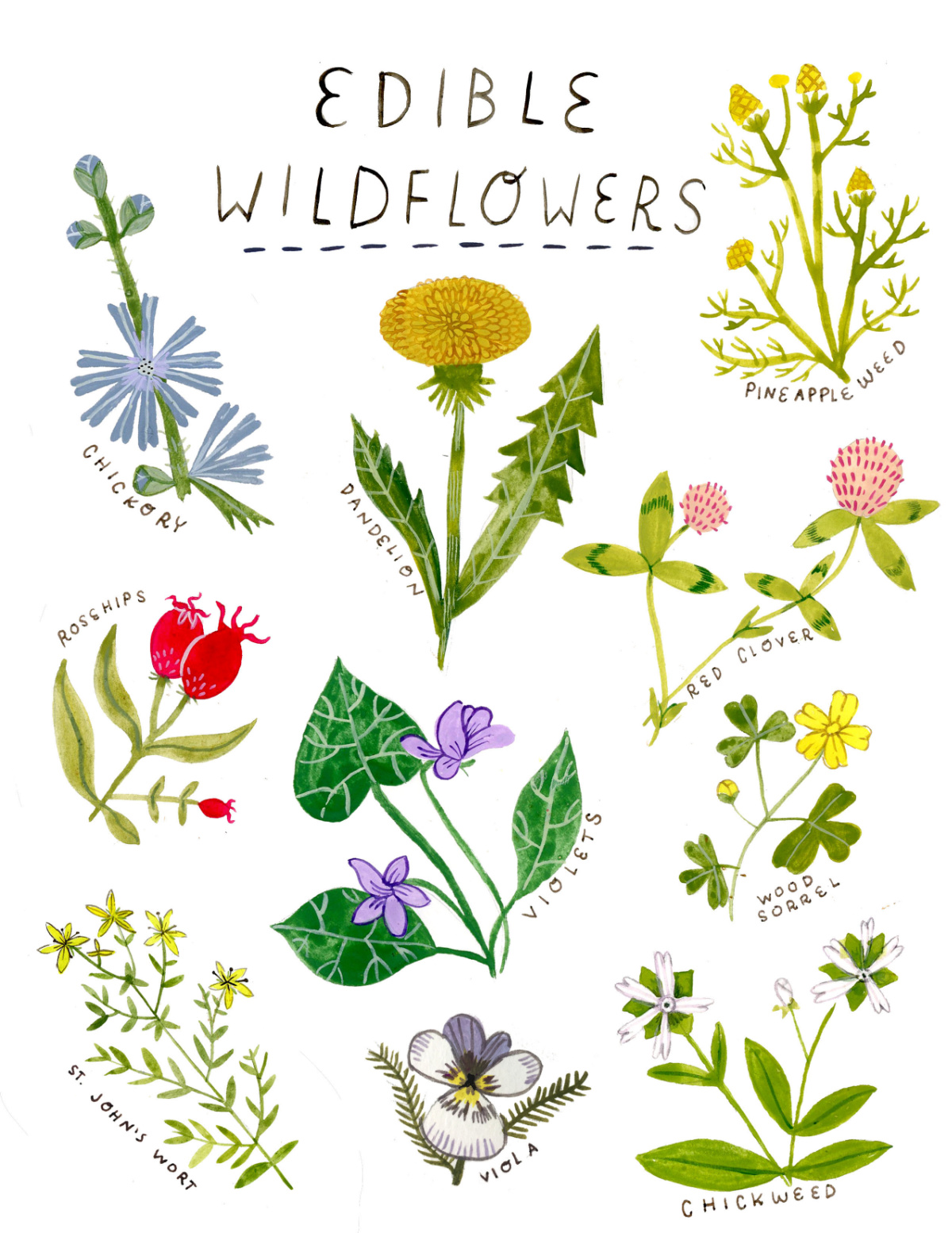 edible wildflowers illustration